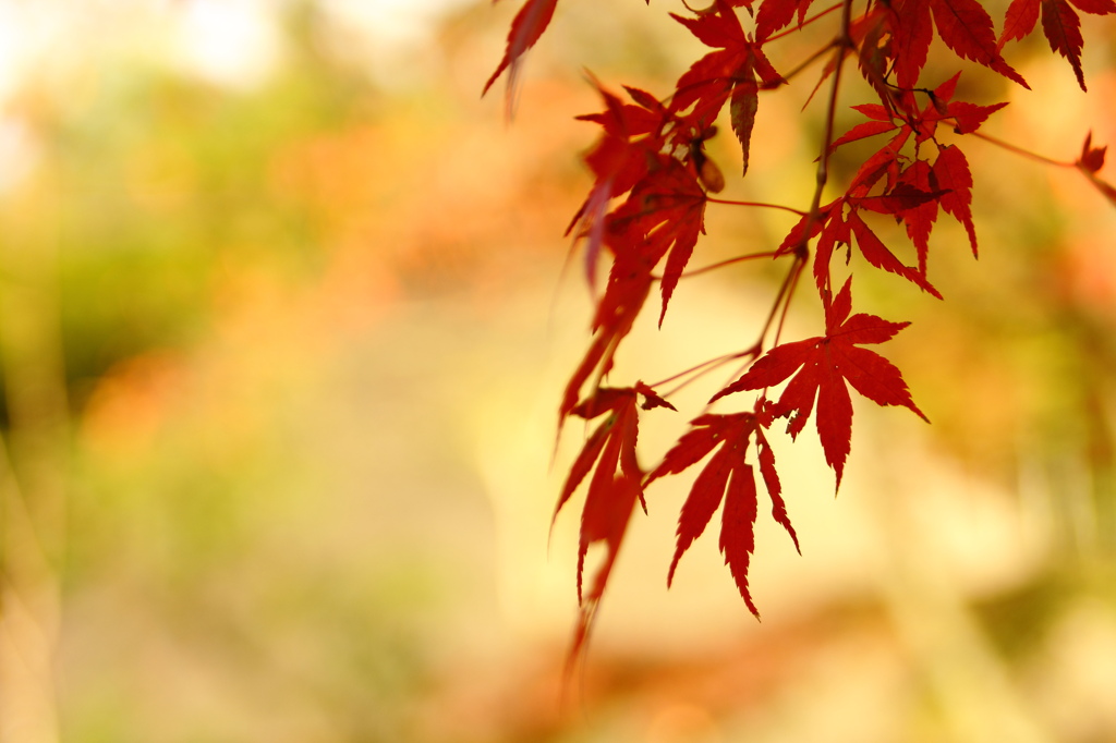 紅葉狩り