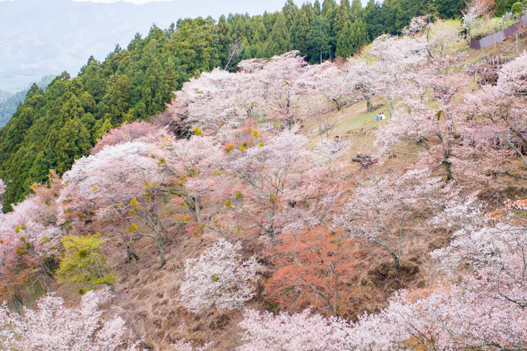 YOSHINO_SPRING