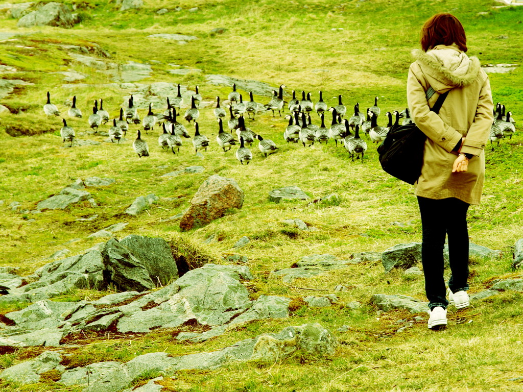 カモメの追い込み