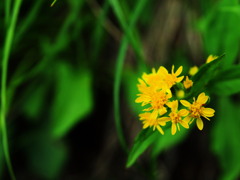 高山の花