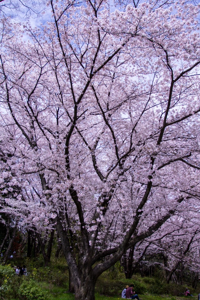 春のパワー