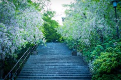 春の階段