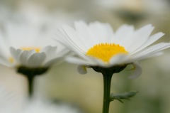 SPRING FLOWER