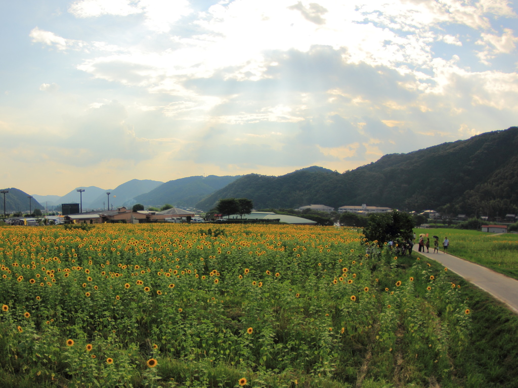 夏の田舎