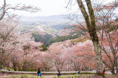 少し上の春