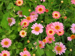 花花