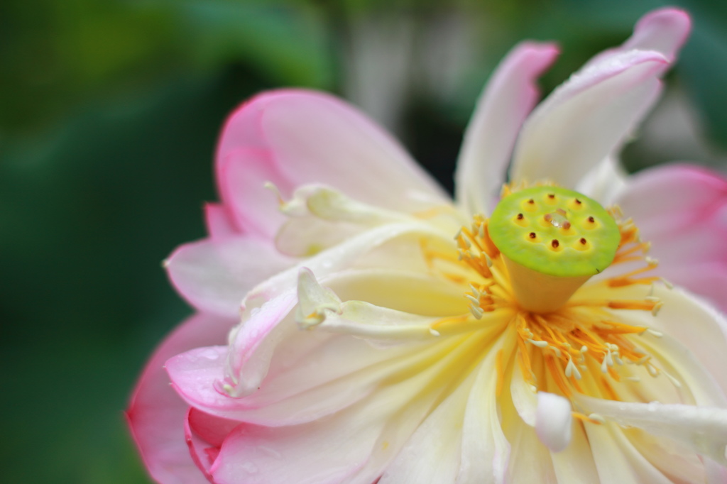 蓮の開花