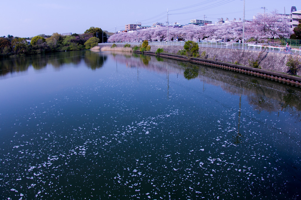 桜前線通過