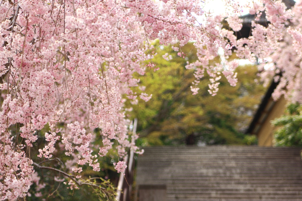 春からの階段