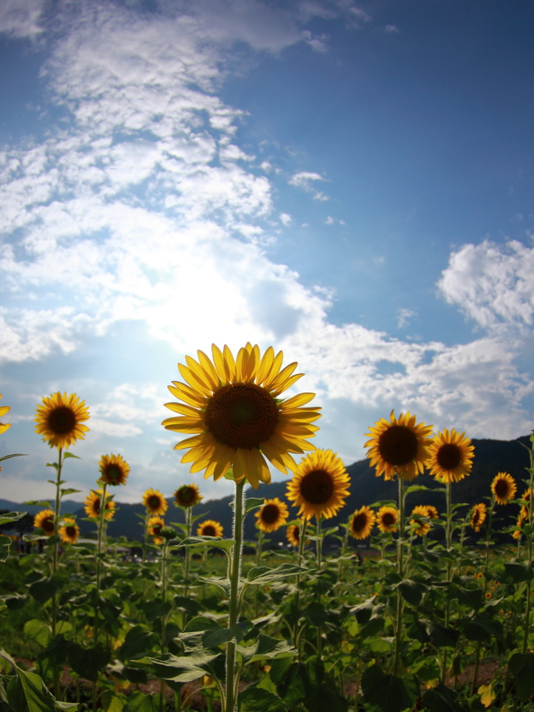 太陽の小町