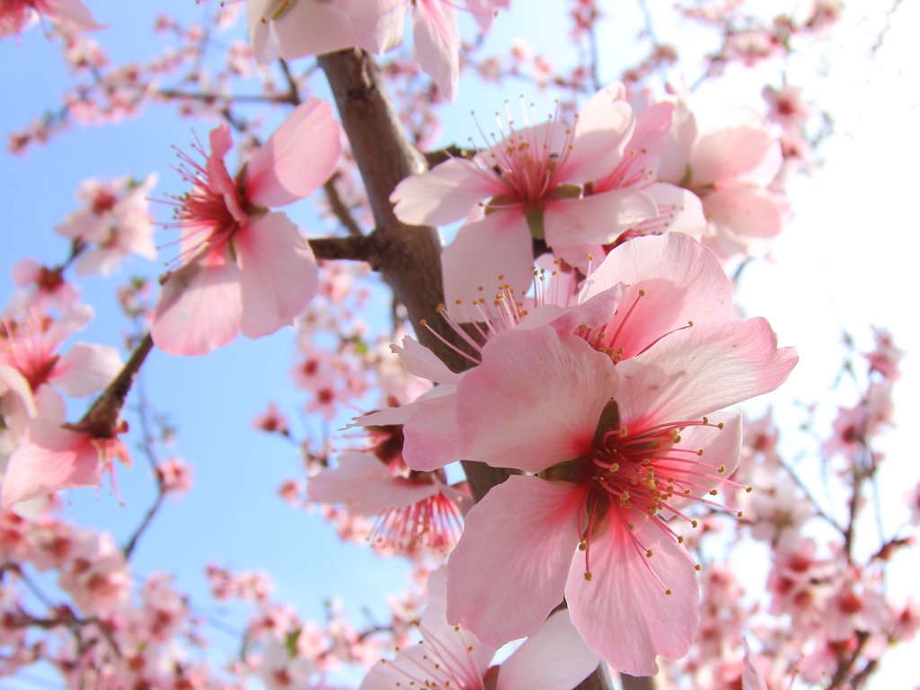 花の舞