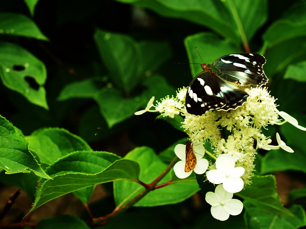 蜜漁