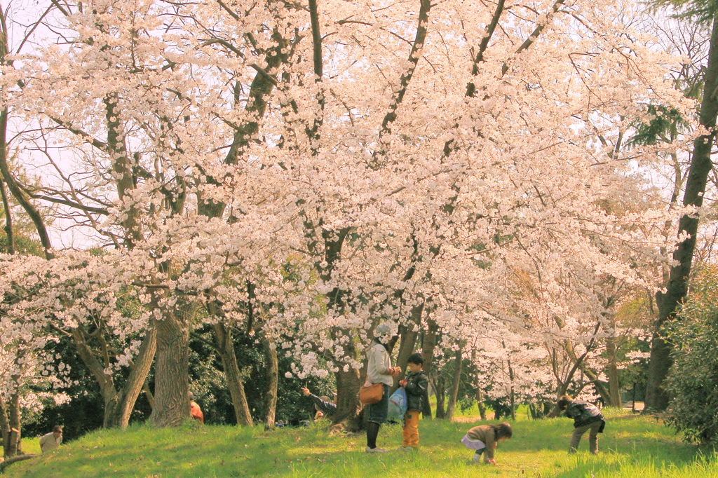 桜の木の下で