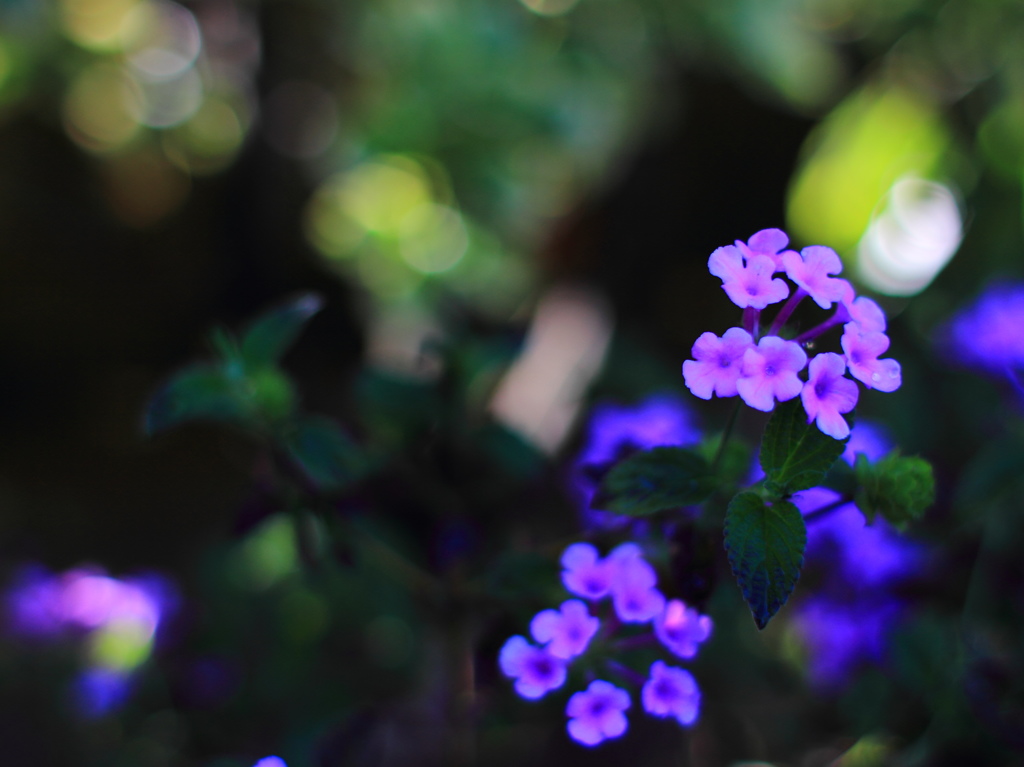 ともしびの花