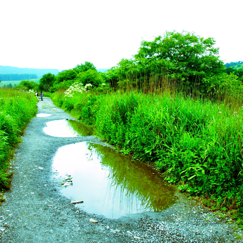 雨の足跡