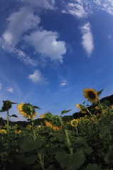 夏の風