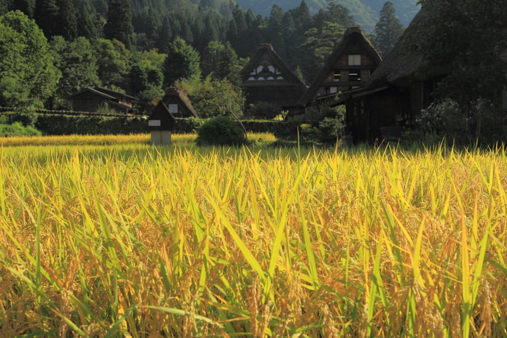 Japanese　Rice