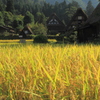 Japanese　Rice