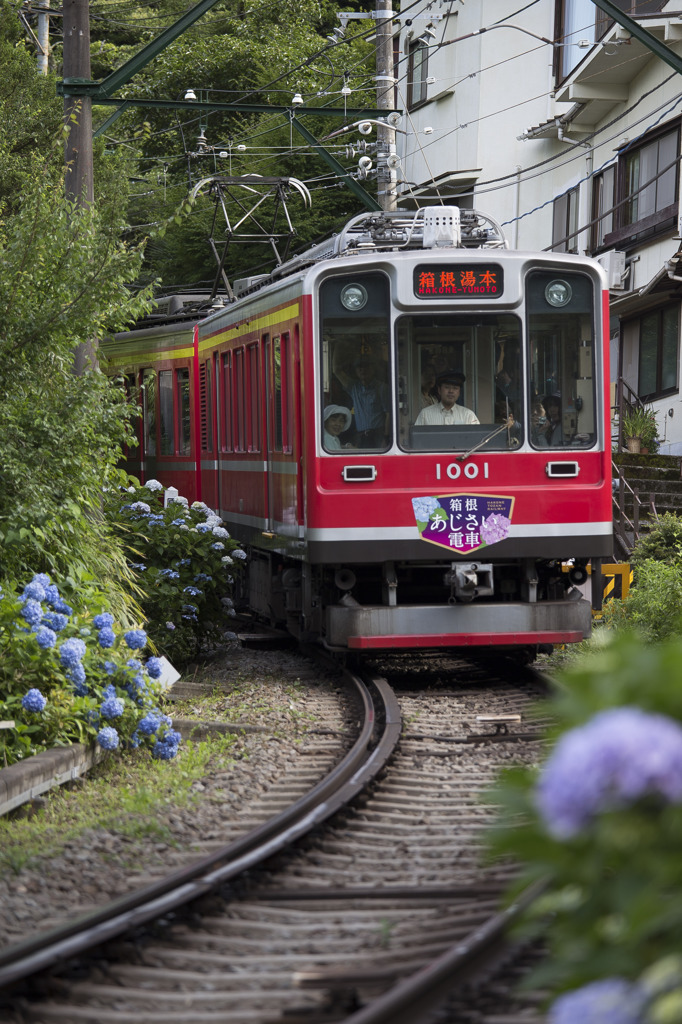 アジサイ列車