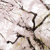 花霞み