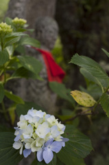 紫陽花の頃