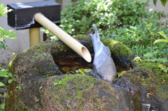 庭の鯉・・・・