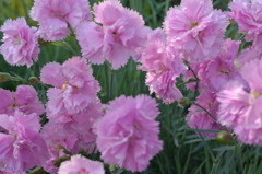 お花