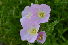 お花
