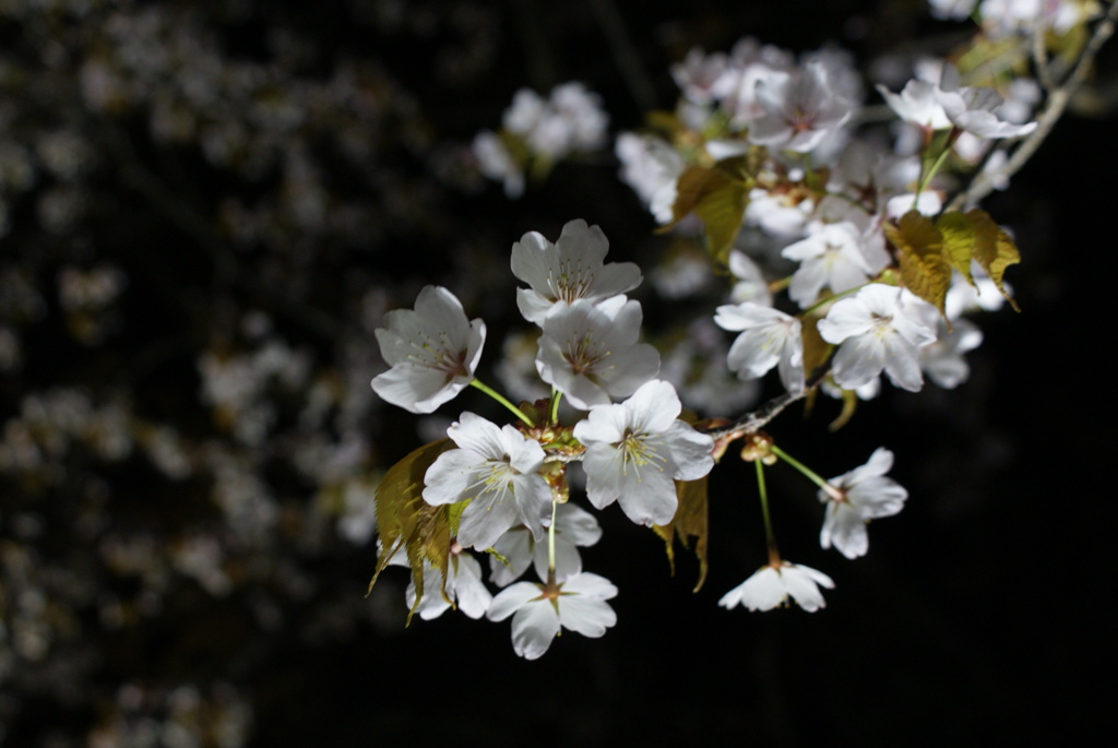 SAKURA
