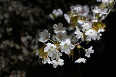 SAKURA