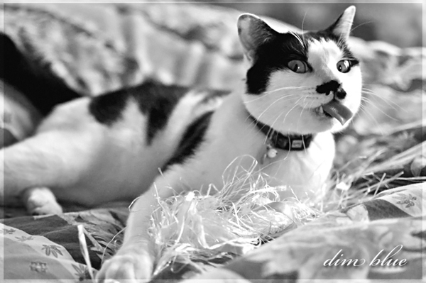 playful cat