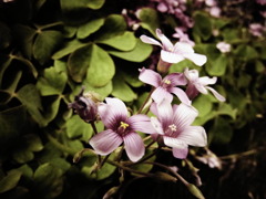RIMG0011