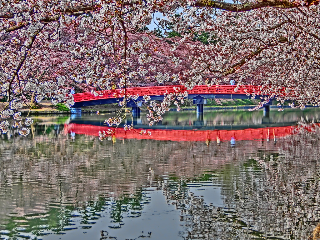 春陽橋、満開