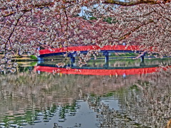 春陽橋、満開