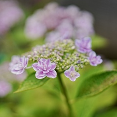 紫陽花