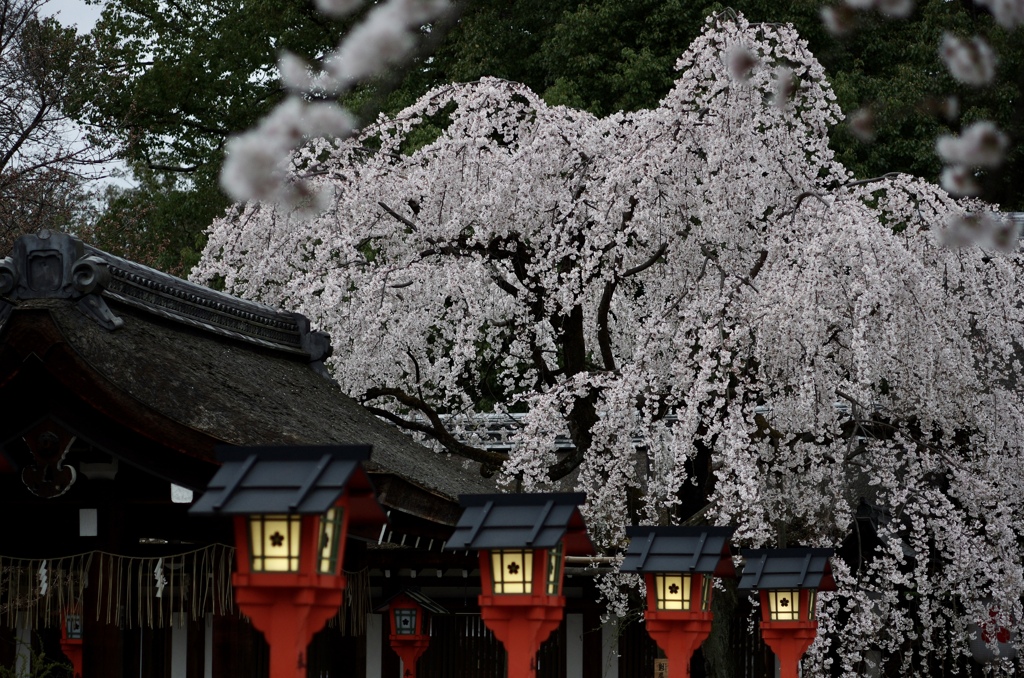 京都　平野神社