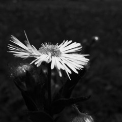 R0013315