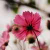 useing@