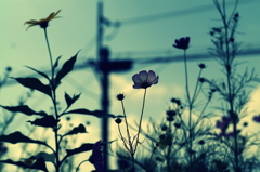 PICT3007