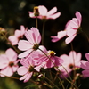 useing@