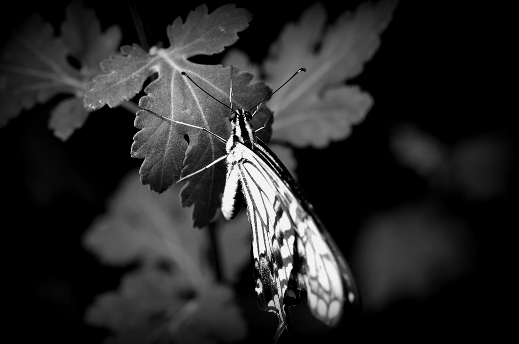 PICT4063-002