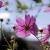 useing@