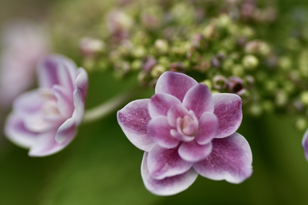 花憐