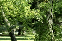 京都御苑　6月の楓