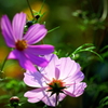 useing@