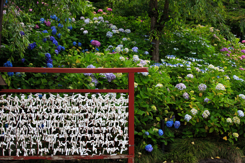 紫陽花に託す