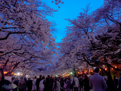 上野夜桜..