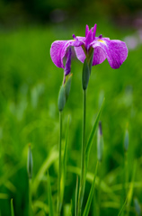 本土寺の花菖蒲