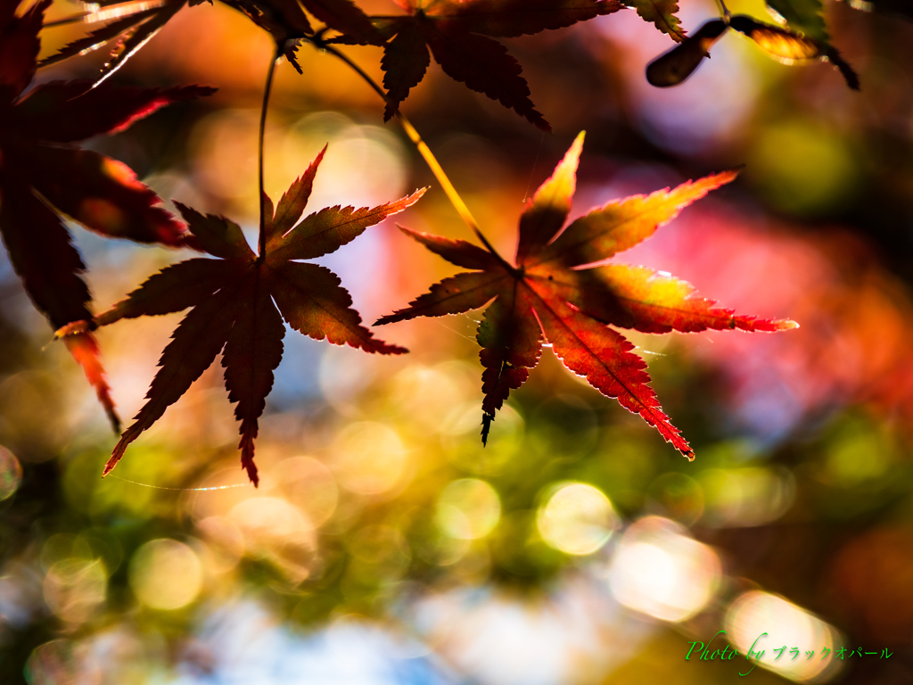 Autumn Leaves..