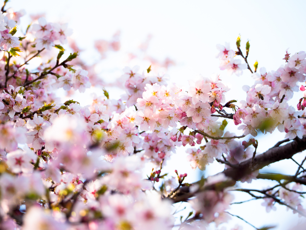 桜爛漫